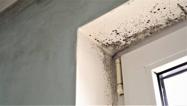 Mold Documentation for Insurance Claims in Walnut Ridge, AR