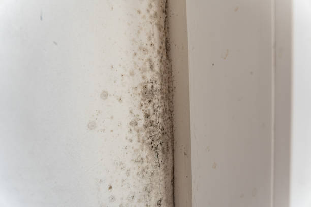 Best Black Mold Removal  in Walnut Ridge, AR